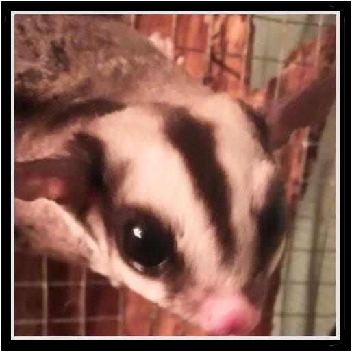 Red-legged Partridge