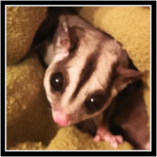 Red-legged Partridge
