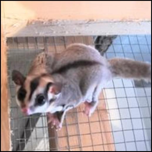 Red-legged Partridge