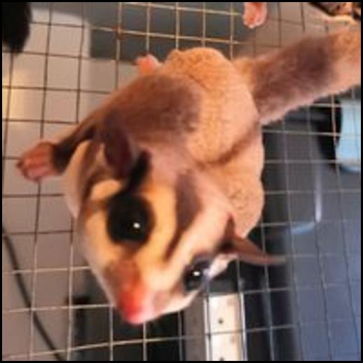 Red-legged Partridge