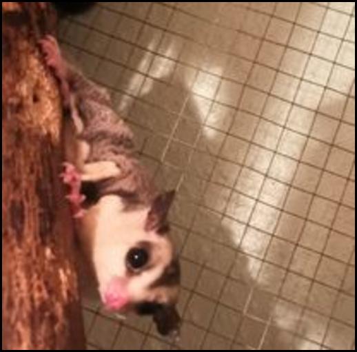 Red-legged Partridge