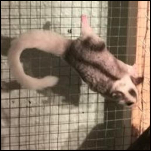 Red-legged Partridge