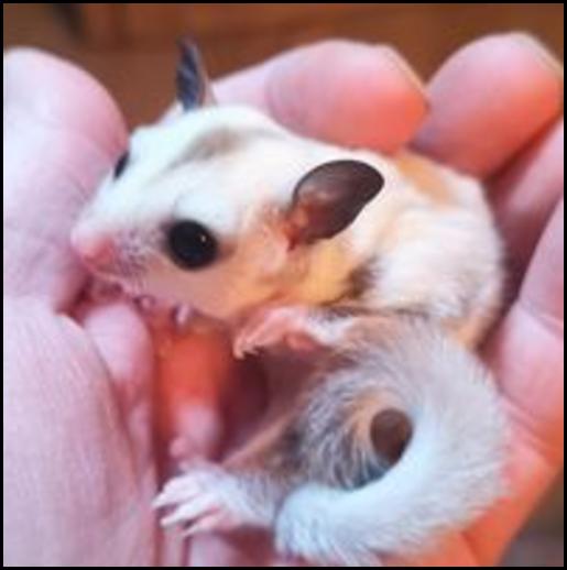Red-legged Partridge
