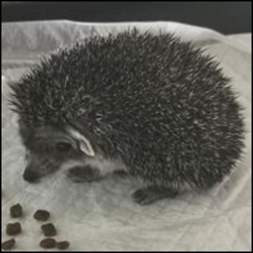Red-legged Partridge