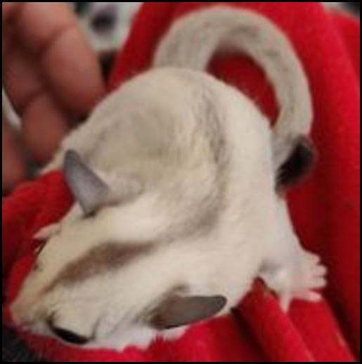 Red-legged Partridge