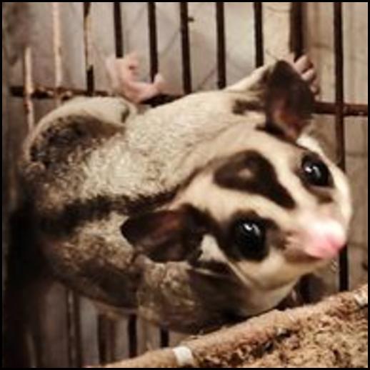 Red-legged Partridge
