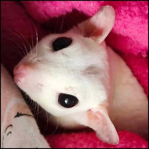 Red-legged Partridge