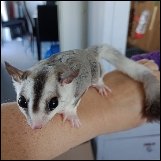 Red-legged Partridge