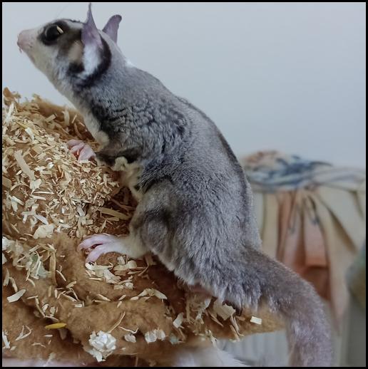Red-legged Partridge