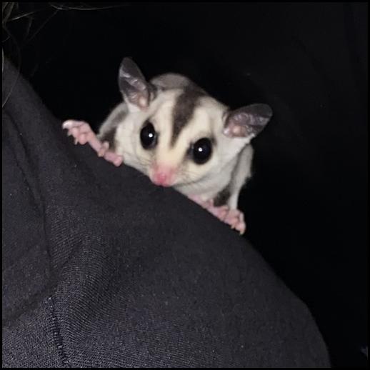 Red-legged Partridge