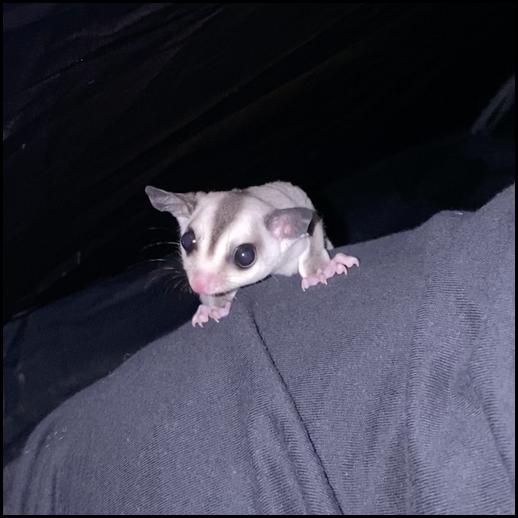 Red-legged Partridge