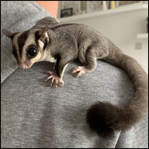 Red-legged Partridge