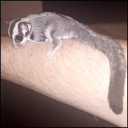 Red-legged Partridge